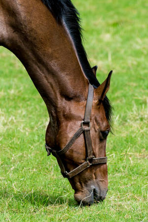 Grazing On Grass Horse Iphone Wallpaper