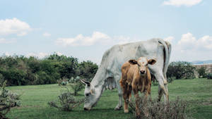 Grazing Podolica And Charolais Cattle Breeds Wallpaper