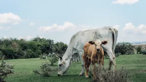 Grazing Podolica And Charolais Cattle Breeds Wallpaper