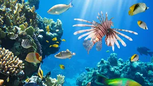 Great Barrier Reef Marine Life Wallpaper