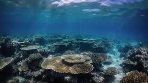 Great Barrier Reef Underwater Scenery Wallpaper