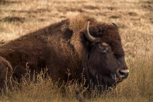 Great Brown Buffalo Wallpaper