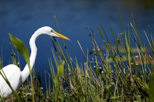 Great Egret And Plants Everglades National Park Wallpaper