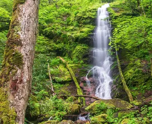 Great Smoky Mountains National Park Moss Wallpaper