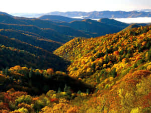 Great Smoky Mountains National Park White Sky Wallpaper