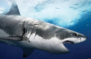 Great White Shark Wallpaper