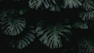 Green Aesthetic Desktop Plant Leaves Wallpaper