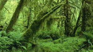 Green Aesthetic Mossy Jungle Desktop Wallpaper