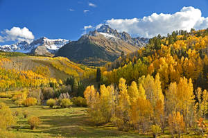 Green And Beige Trees Beside Mountains Wallpaper