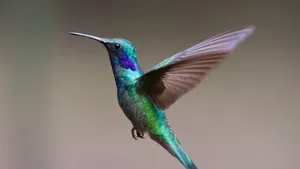 Green And Blue Hummingbird Wallpaper
