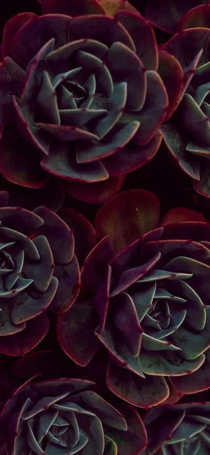 Green And Red Succulent Iphone Wallpaper
