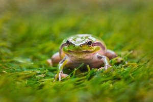 Green And White Frog On Green Grass Wallpaper