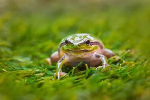 Green And White Frog On Green Grass Wallpaper