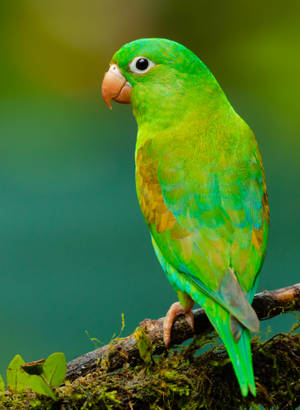 Green And Yellow Small Beaked Bird On Twig Wallpaper