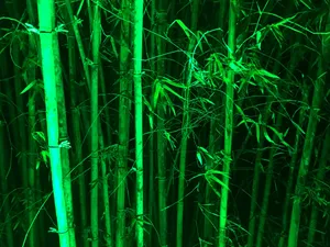 Green Bamboo Stems Wallpaper