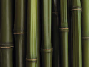 Green Bamboo Sticks Against A Vibrant Red Background Wallpaper