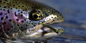 Green Black Trout Wallpaper