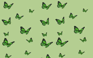 Green Butterfly Desktop Background Wallpaper