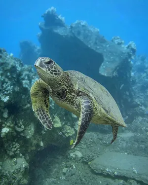 Green Cute Turtle In Deep Ocean Wallpaper