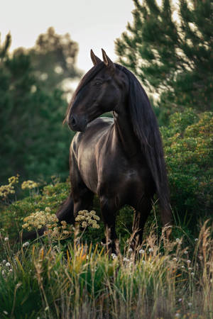 Green Field Black Horse Iphone Wallpaper