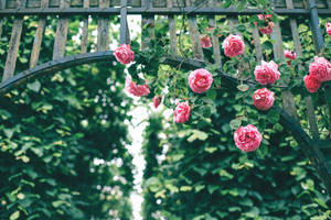 Green Floral Pink Rose Wallpaper