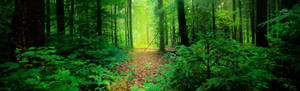 Green Forest Linkedin Cover Wallpaper