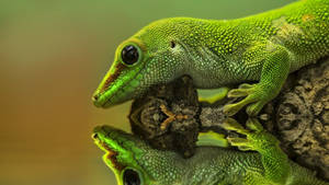 Green Gecko Reptile Wallpaper