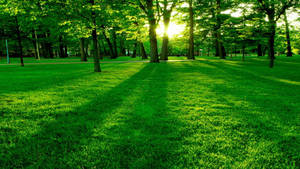 Green Grass Park Wallpaper