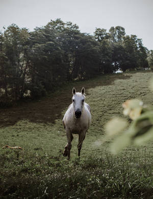 Green Hillside Horse Iphone Wallpaper