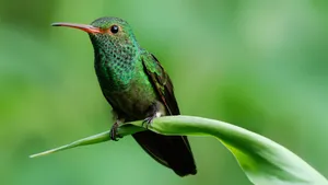 Green Hummingbird On Long Leaf Wallpaper