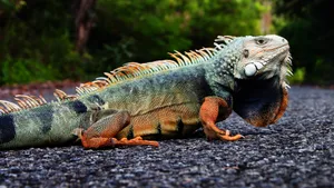 Green Iguana On Asphalt Road Wallpaper