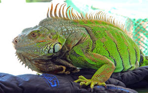 Green Iguana On Black Hand Gloves Wallpaper