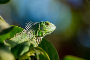 Green Iguana Sunbathing Wallpaper