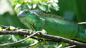 Green Iguana Sunbathing Wallpaper