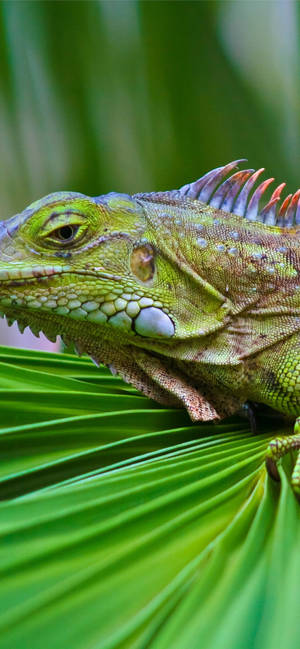 Green Iguana With Blue Crest Wallpaper