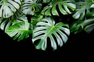 Green Leaf Wallpaper