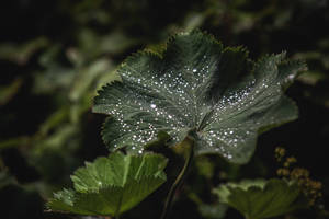 Green-leafed Plant Wallpaper