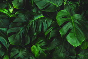 Green-leafed Plant Wallpaper