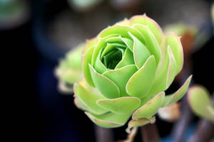 Green Leaves Unfolding Wallpaper