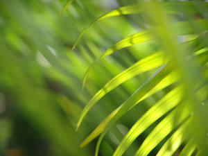 Green Leaves Windows Vista Wallpaper