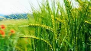 Green Nature Unripe Wheat Wallpaper