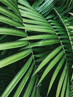 Green Palm Leaves Wallpaper