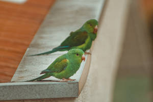 Green Parrot Hd Duo Wallpaper