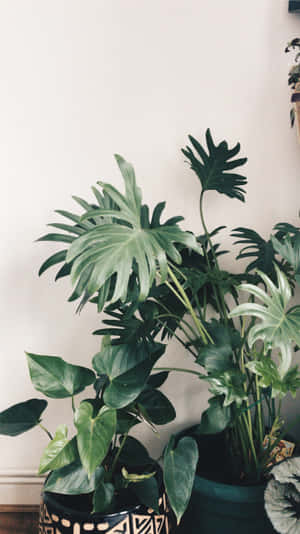 Green Plant Aesthetic Photograph Wallpaper
