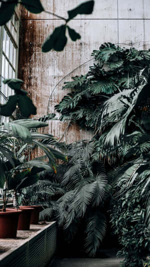 Green Plant Vintage Aesthetic Wallpaper
