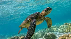 Green Sea Turtle Chelonia Mydas Photography Wallpaper