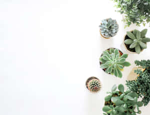 Green Succulents Flatlay Minimalist Plant Desktop Wallpaper
