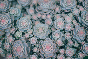 Green Succulents In Bloom Wallpaper