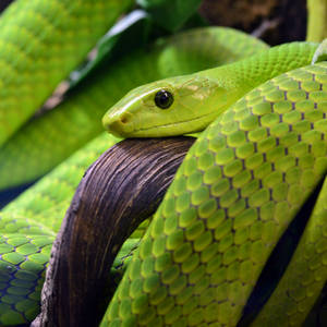 Green Taipan Snake Wallpaper