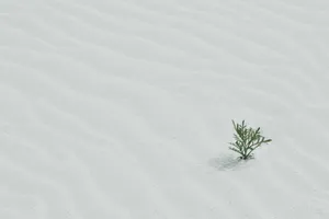 Green Tree On Sand Wallpaper